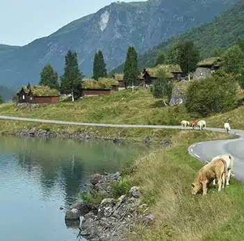 deux vaches broutant de l'herbe au bord d'un fjord norvégien