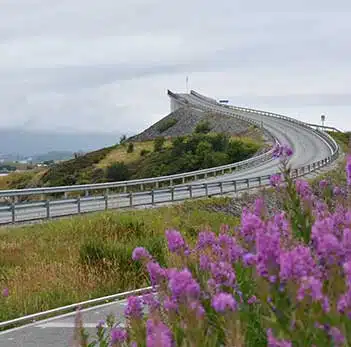 route norvégienne entourée de barrières et de fleurs sauvages roses